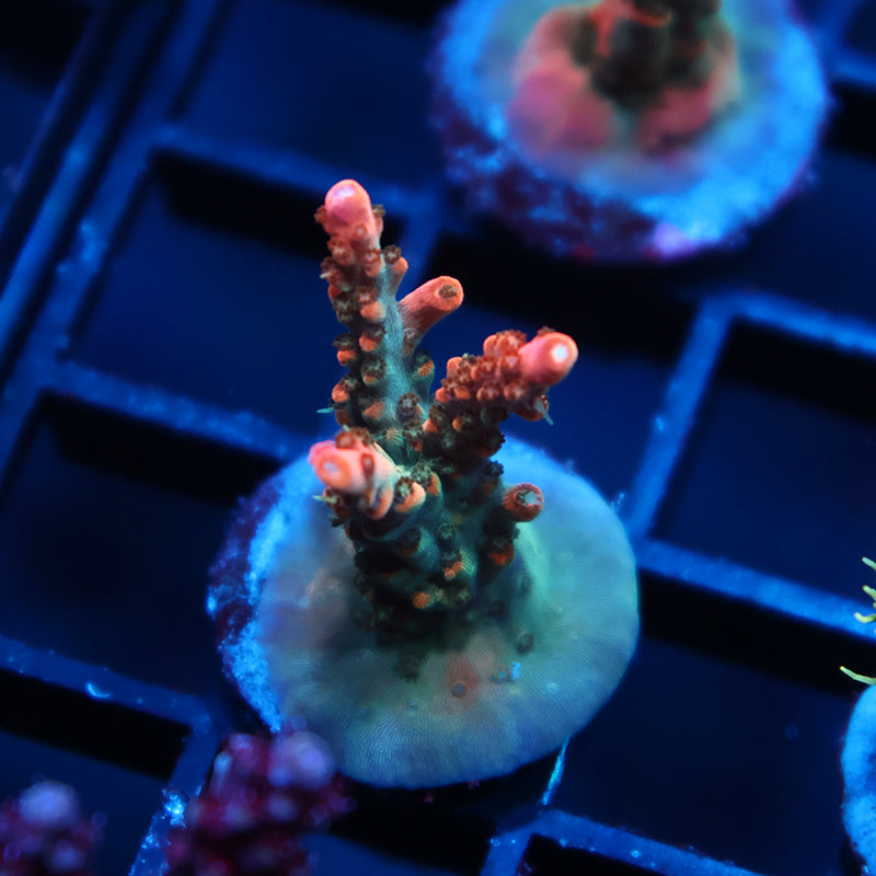 TCK Rainbow Fusion Stag