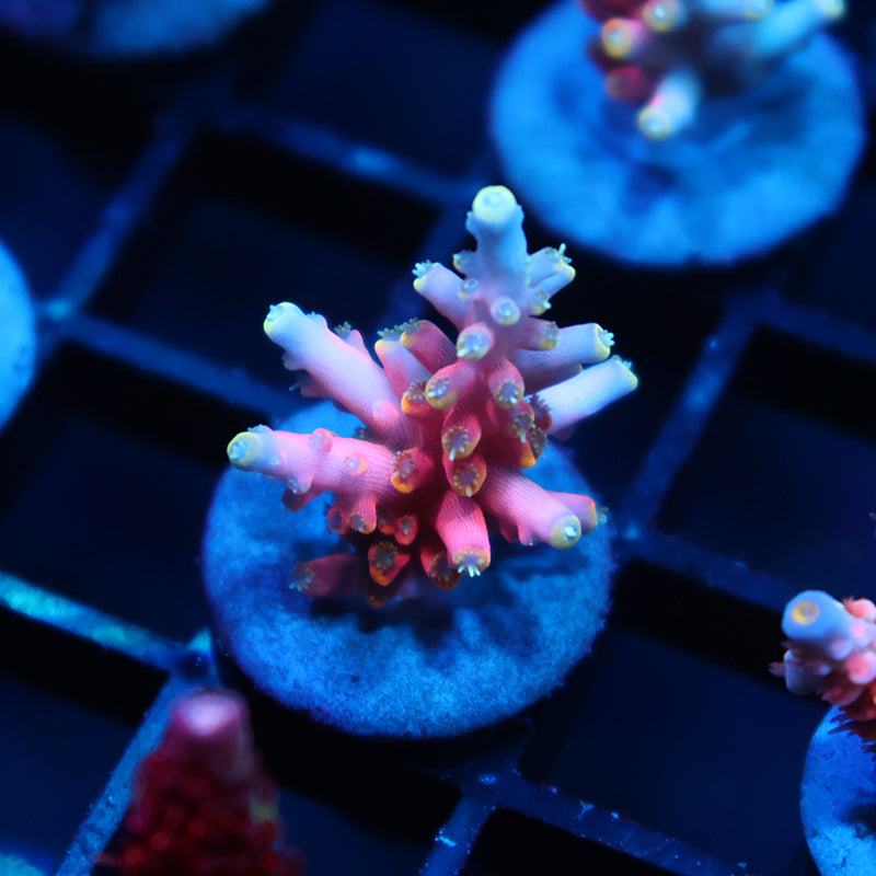 TCK Glow Forge Acro