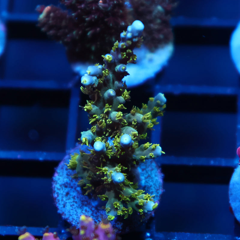 TCK Fuzzy Green Acro