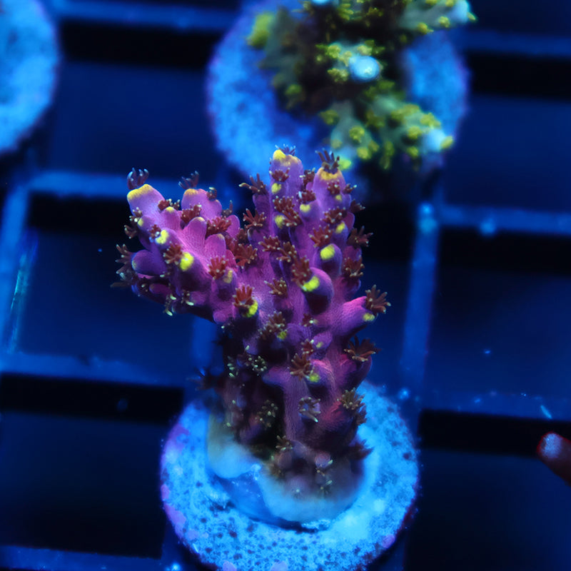 TCK Birthday Cake Acro