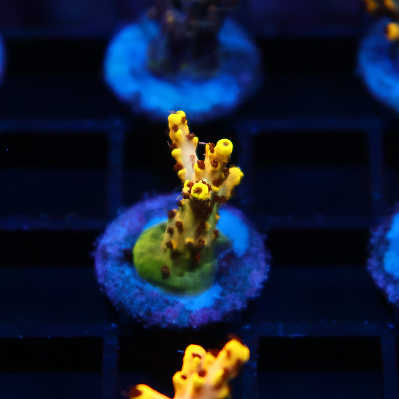 TCK Pikachu