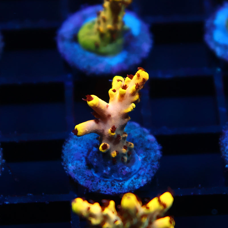 TCK Pikachu