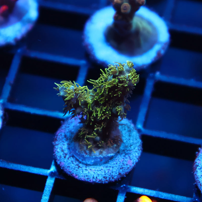 TCK Fuzzy Green Acro