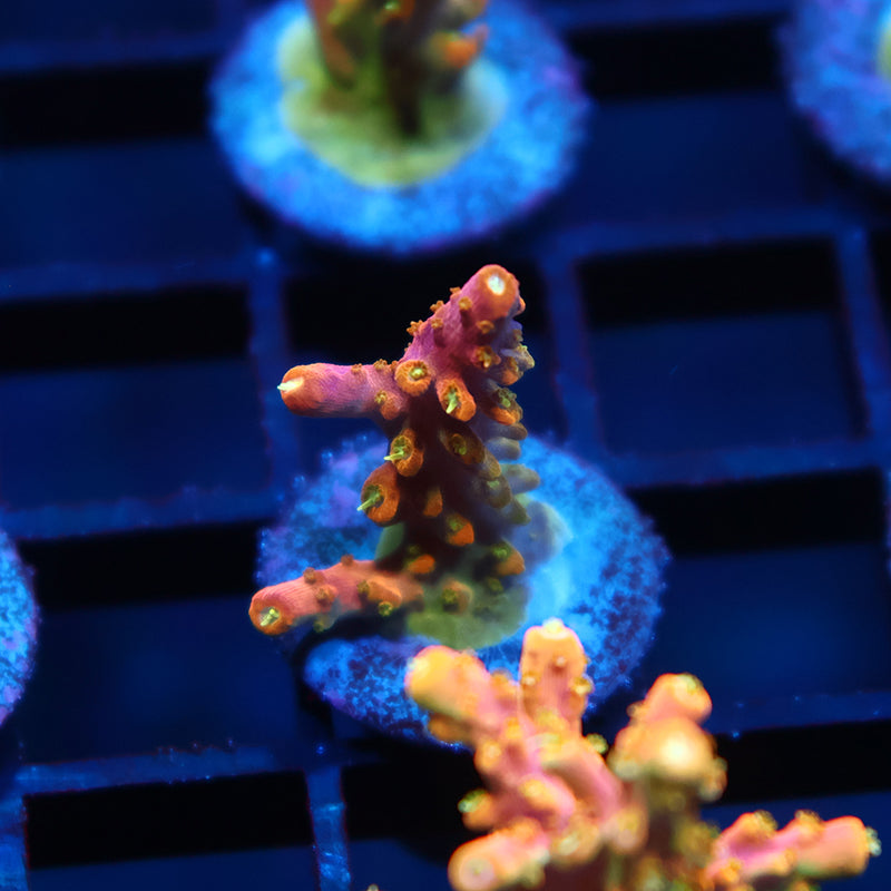 RR Rainbow Loom