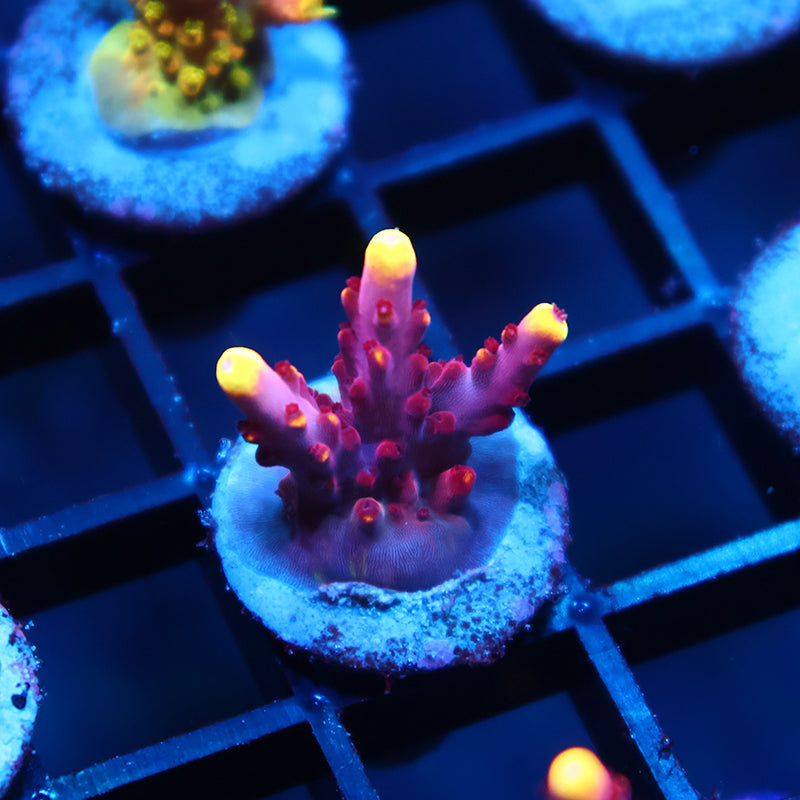 JF Fox Flame