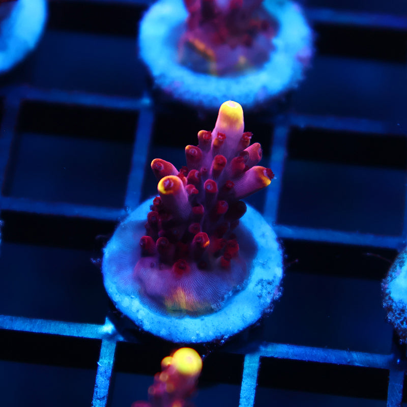 JF Fox Flame
