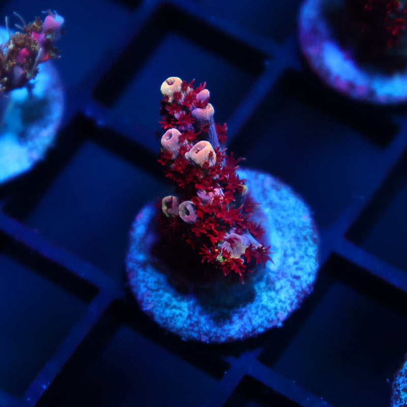 TCK Blastwave Acro