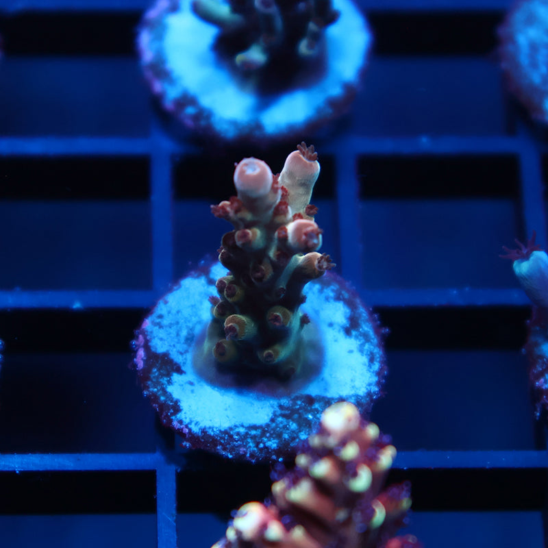 TCK Golden Granulosa