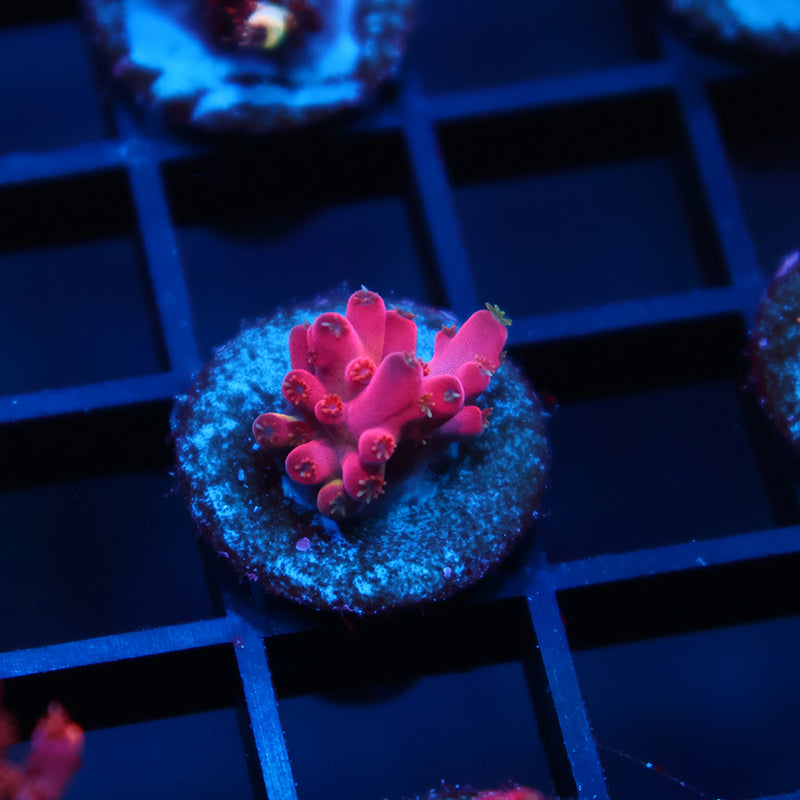 TCK Fire Blossom