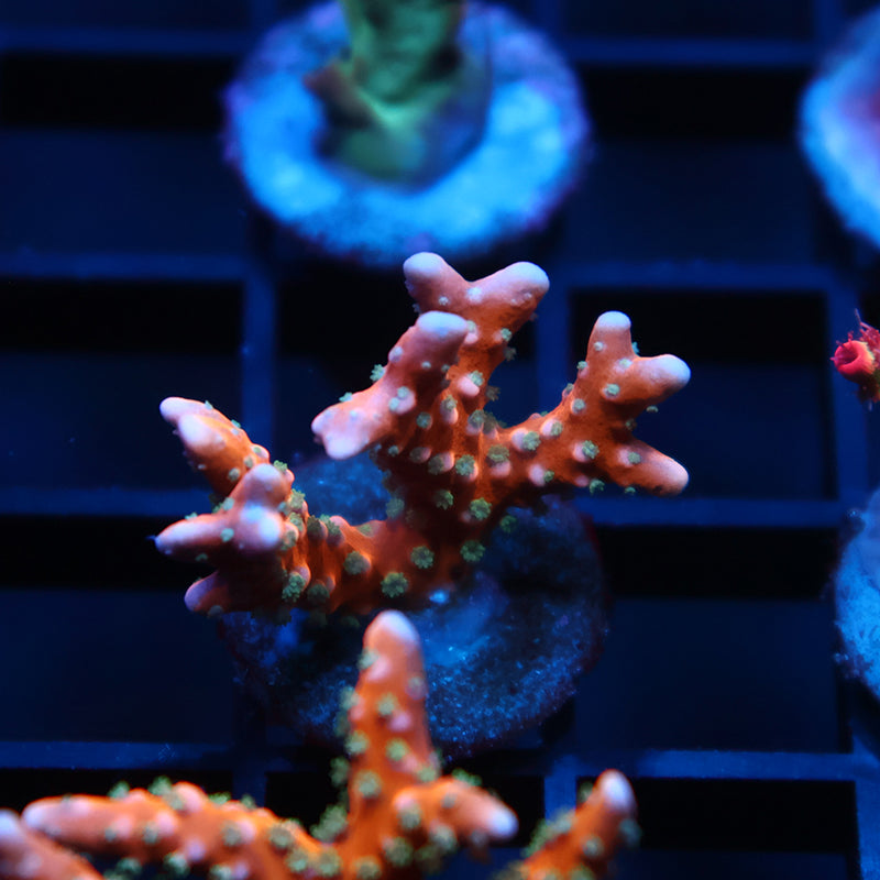 RRC Tropicana Anacropora