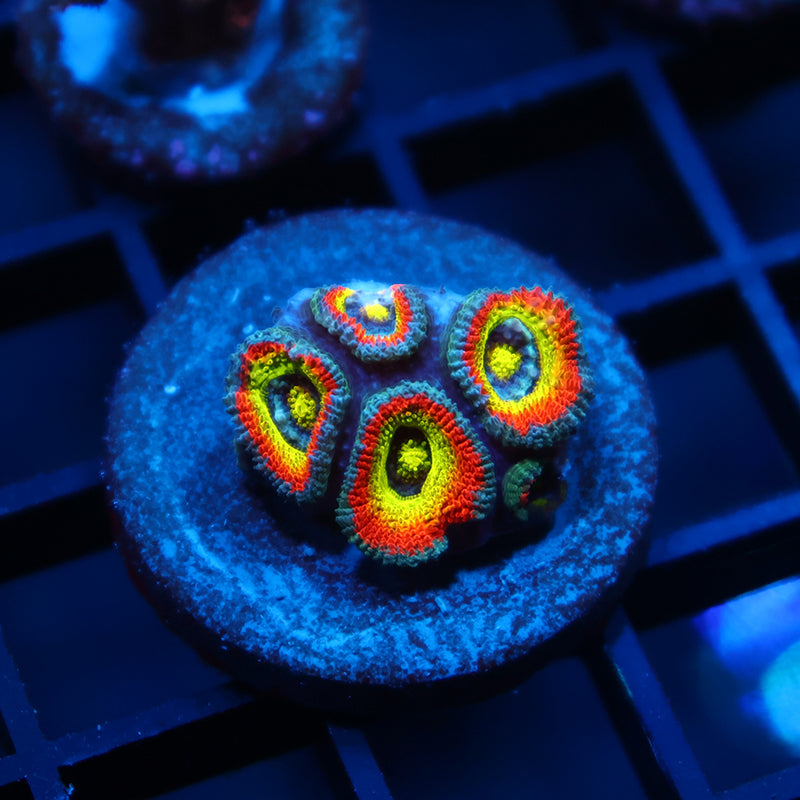 TCK HG Micromussa