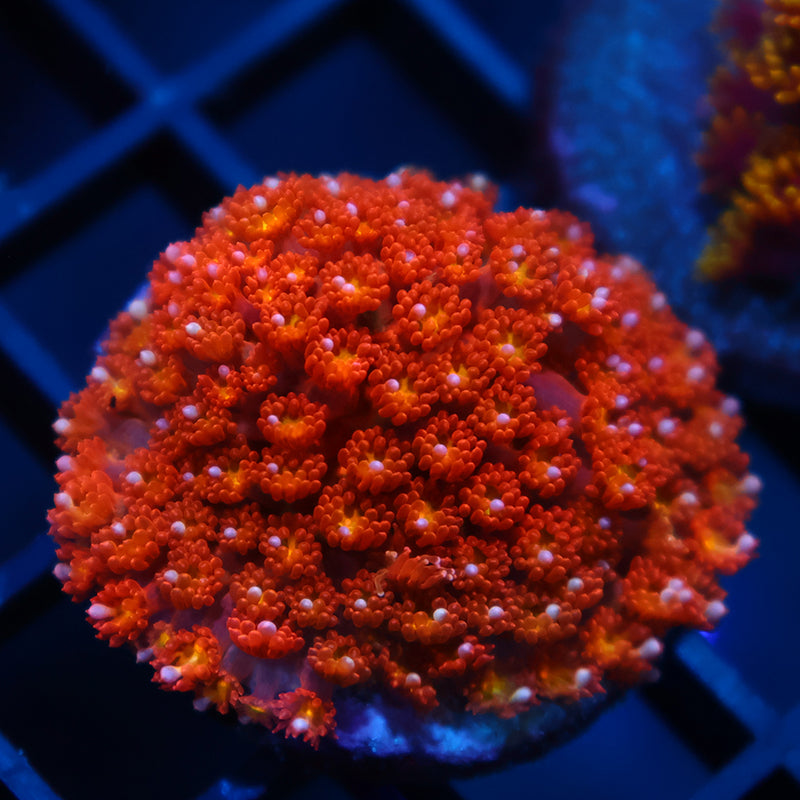 TCK Oddball Bernardpora Goni