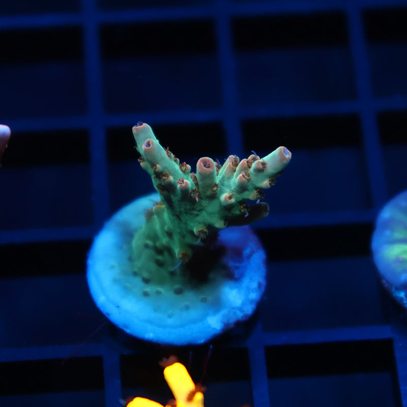 TCK Pink Polyp Shortcake