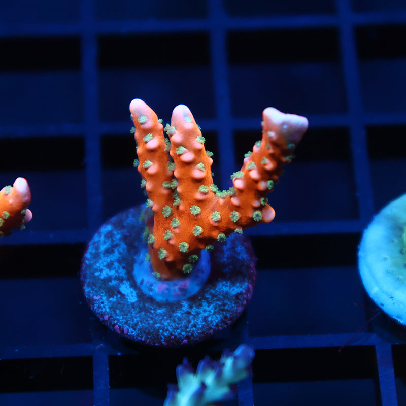 RRC Tropicana Anacropora