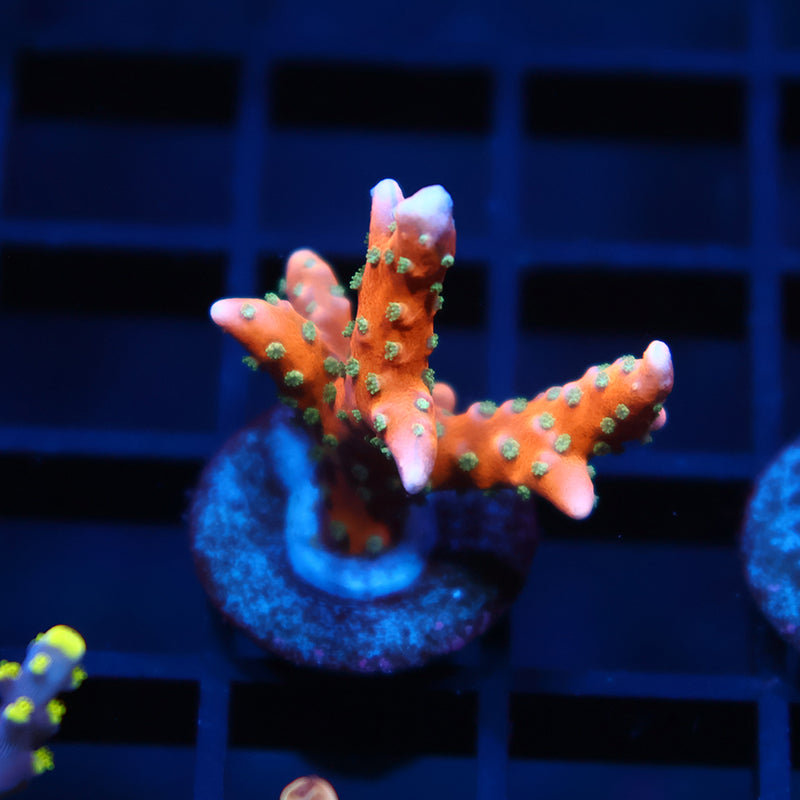 RRC Tropicana Anacropora