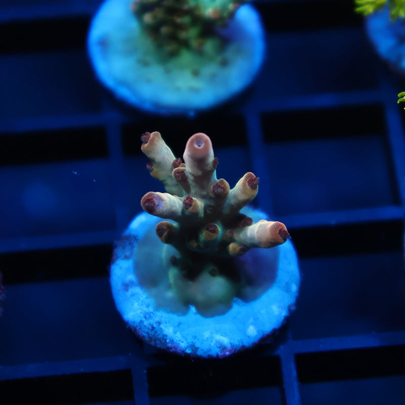 TCK Golden Granulosa