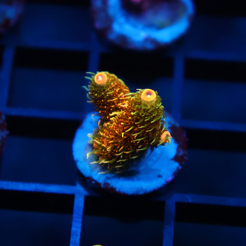 JF Solar Flare Milli