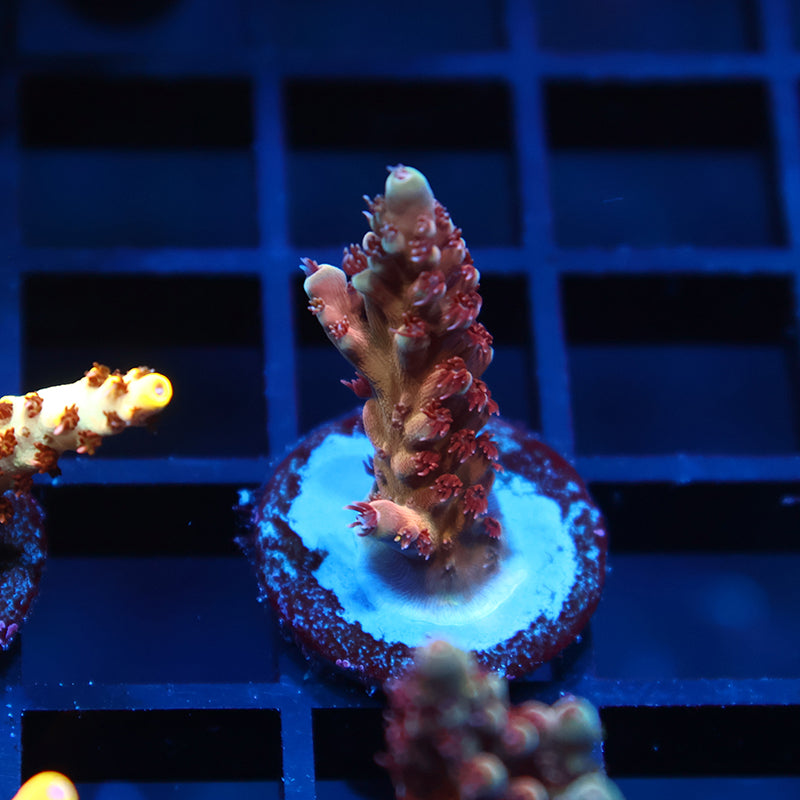 TCK Molten Core Acro