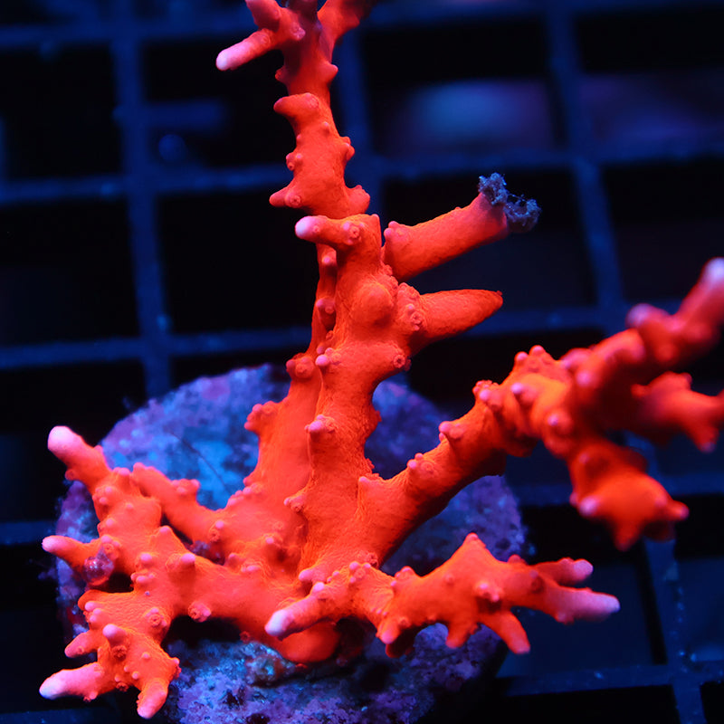 JF TNT Anacropora