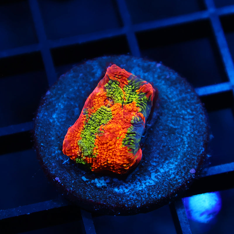 TCK Raging Swirl Chalice