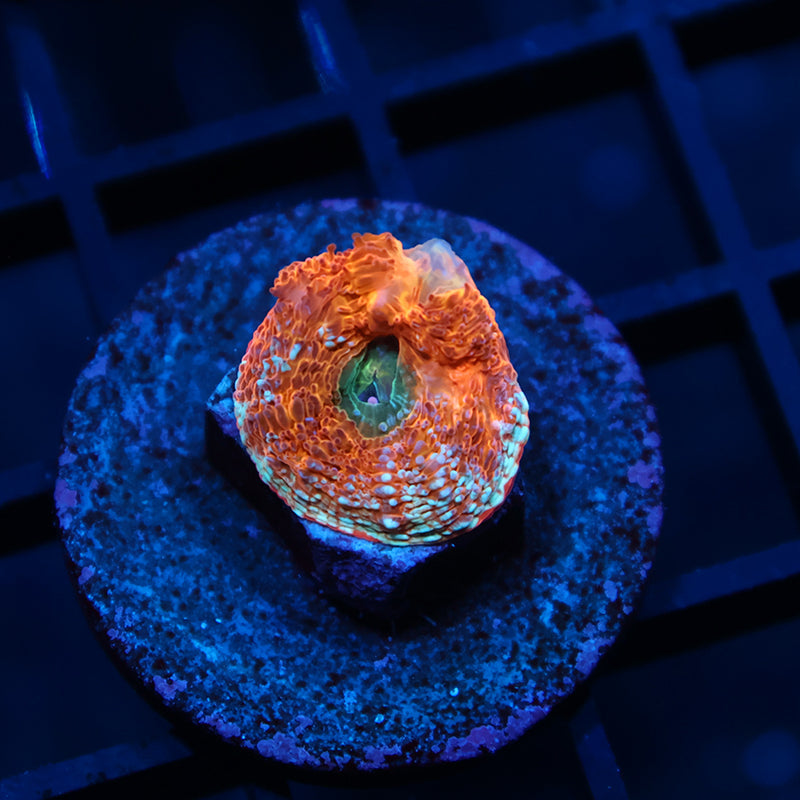 TCK Orange Creamsicle Bowerbanki