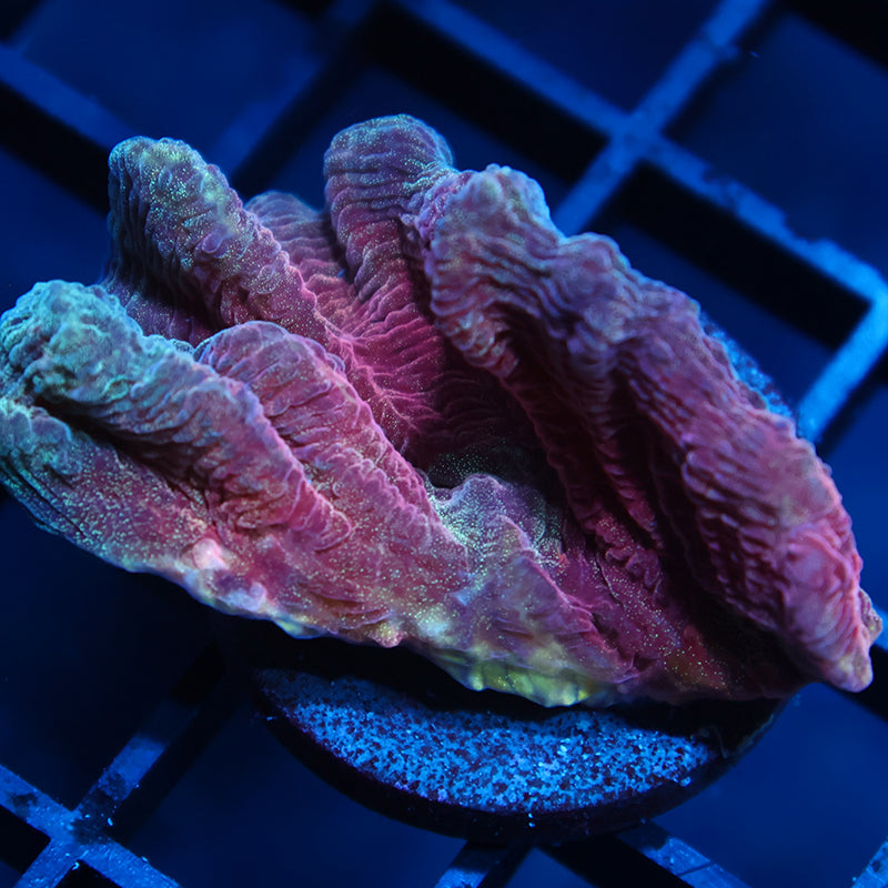 TCK Red Pectinia