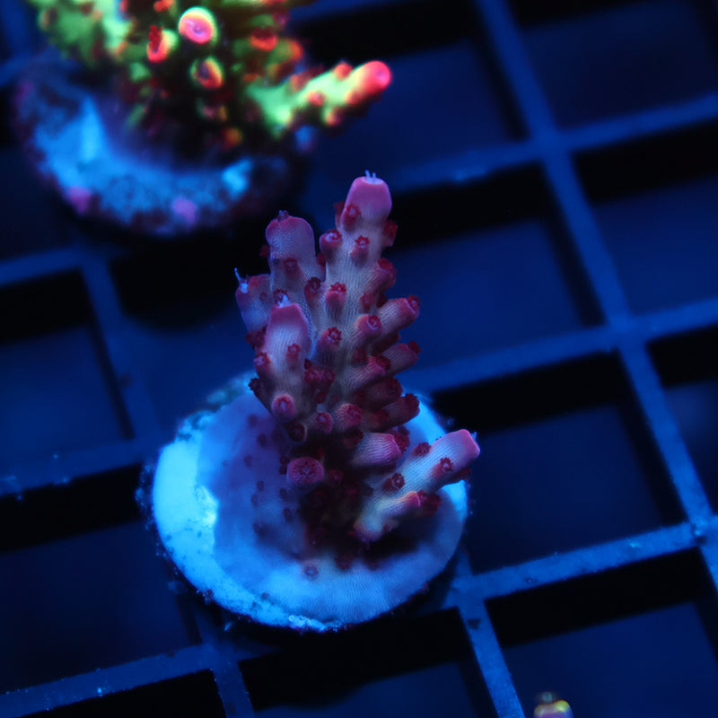 TCK Rainbow Delight