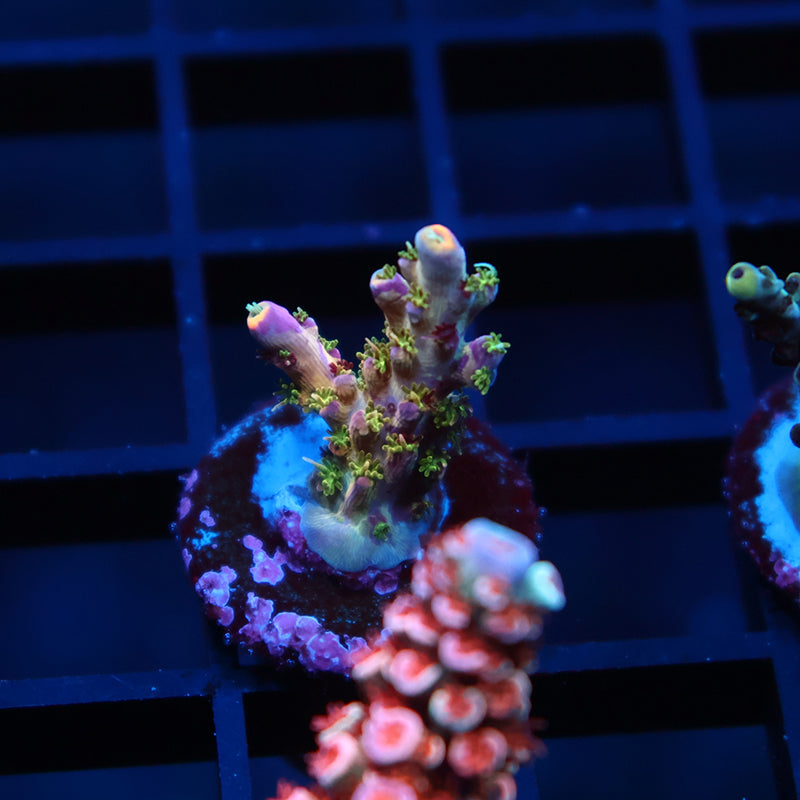 TCK Grafted Kaleidoscope