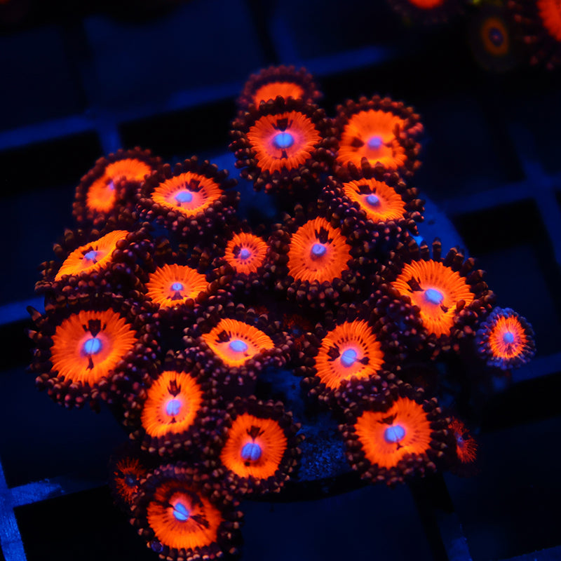 WWC Bloodsuckers