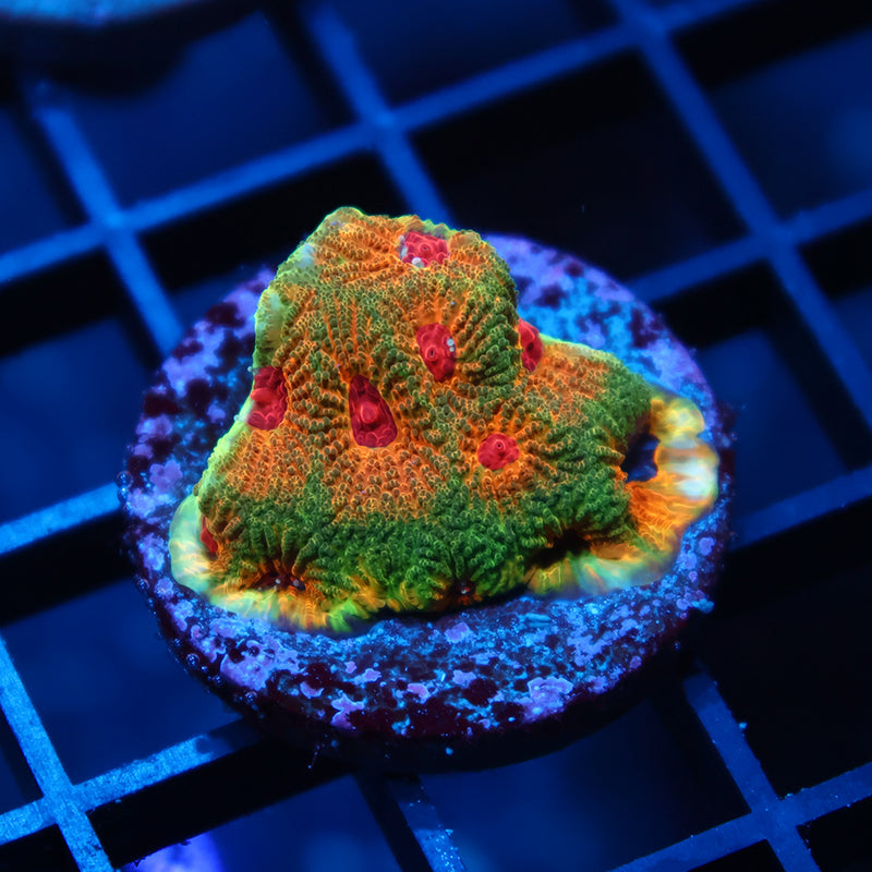 TCK Fascination Favia