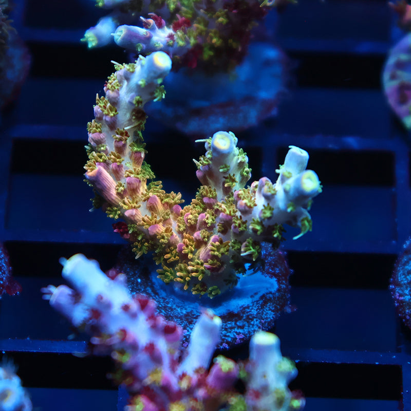 TCK Kaleidoscope
