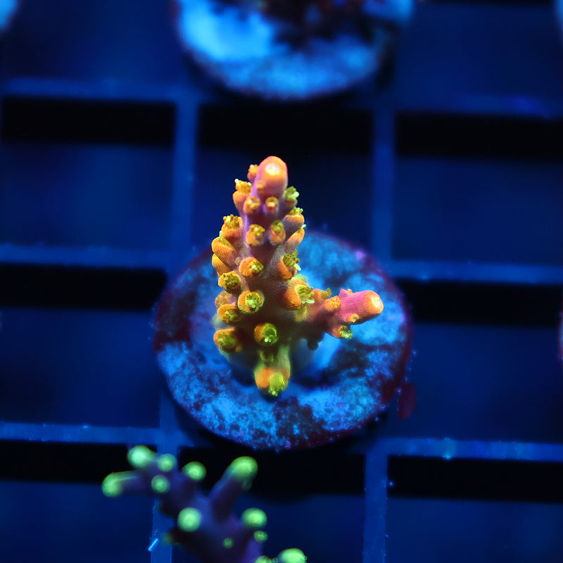 RR Rainbow Loom