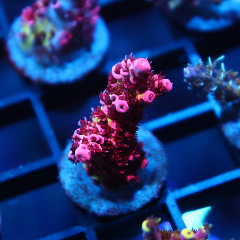 UC Dippin Dots