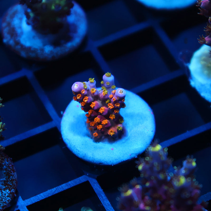 Tyree Merlin's Staff