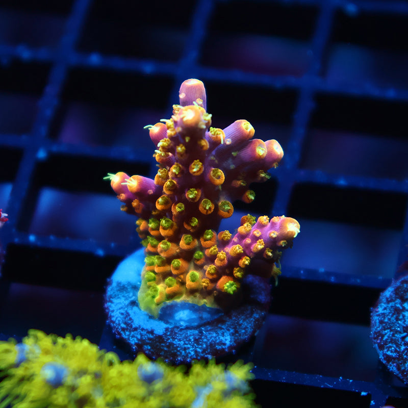 RR Rainbow Loom