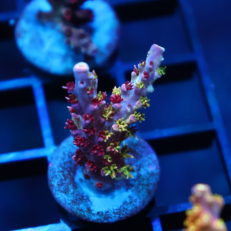 TCK Grafted Kaleidoscope