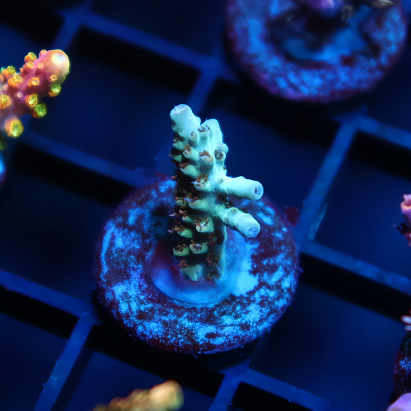 TCK Pink Polyp Shortcake