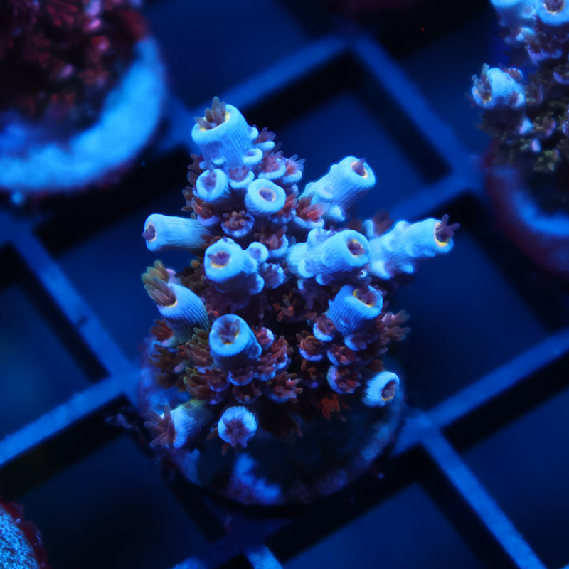 TCK Cotton Candy Tenuis