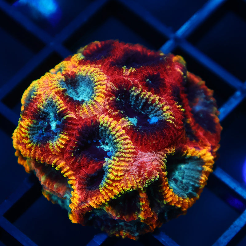 CC Full Tilt Favia Mini Colony