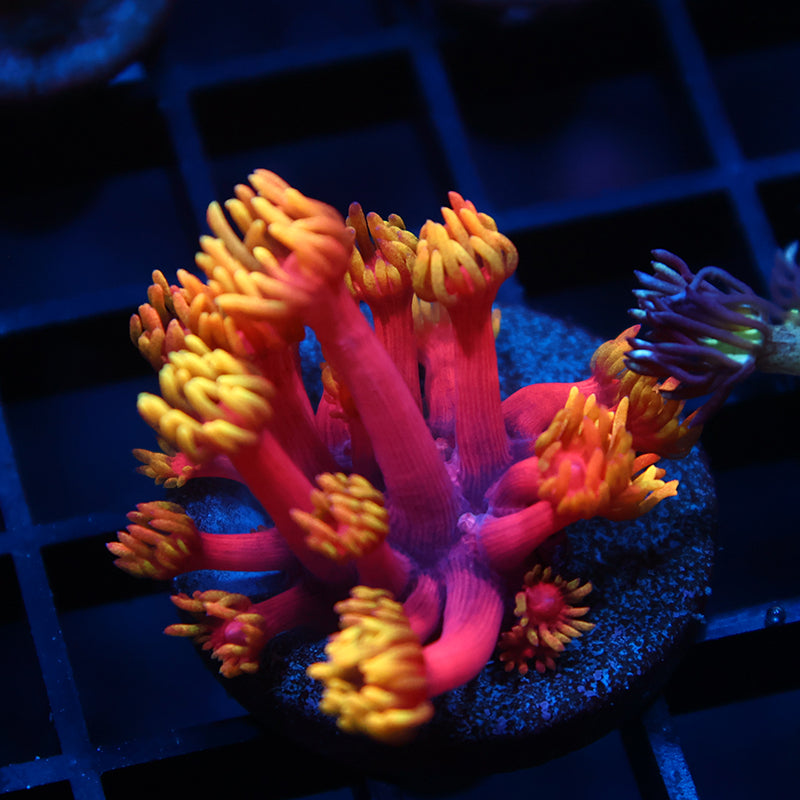 TCK Fireballs Goni