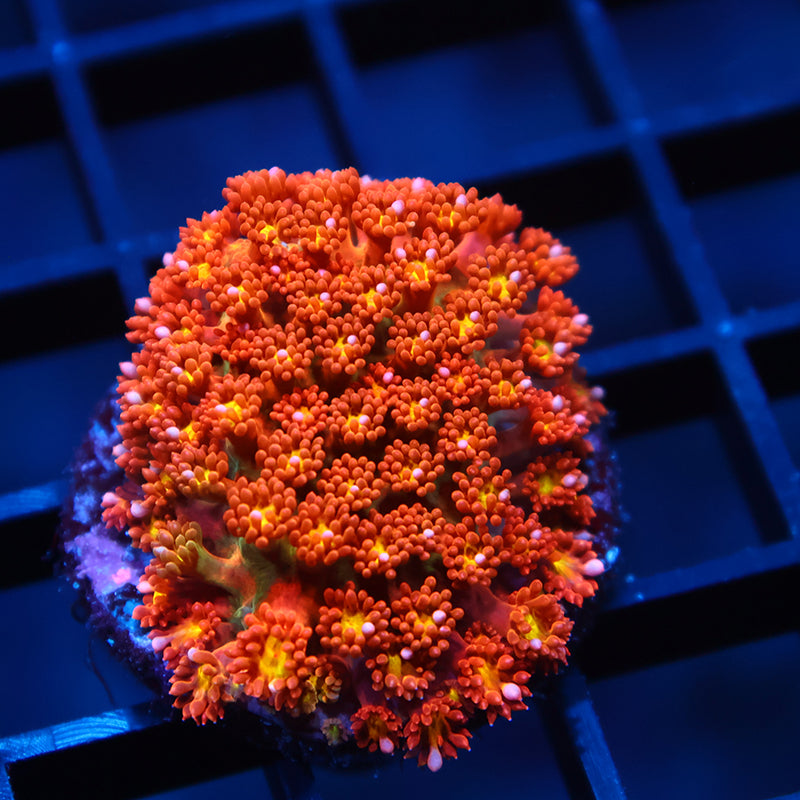 TCK Oddball Bernardpora Goni