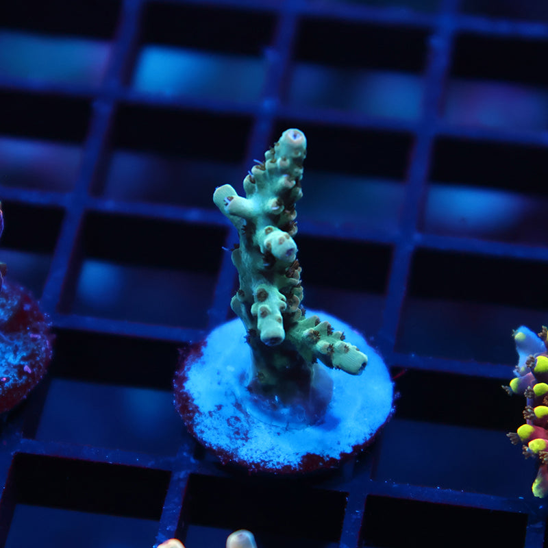 TCK Pink Polyp Shortcake