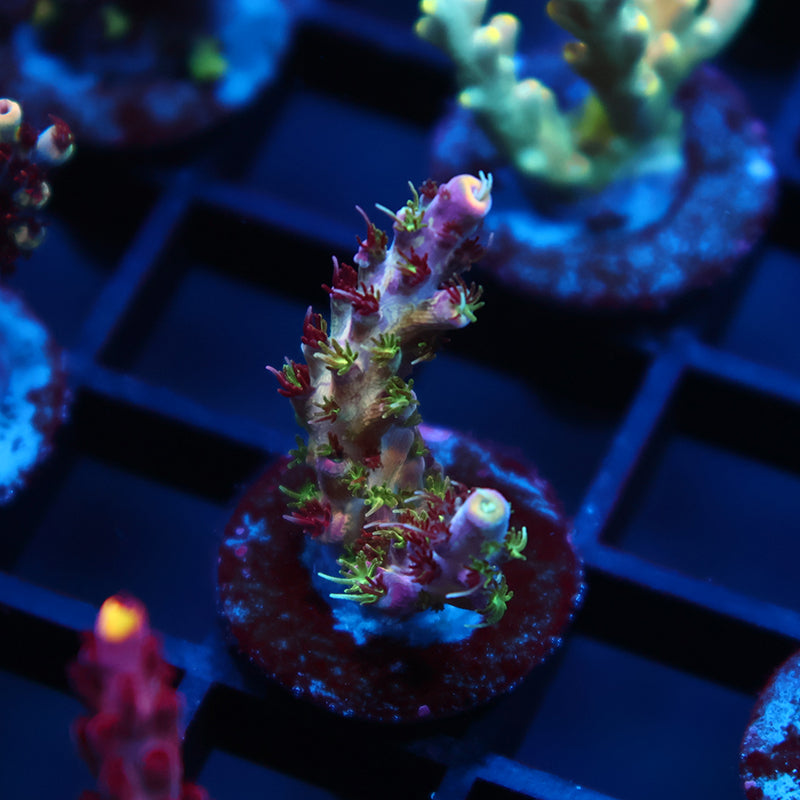 TCK Grafted Kaleidoscope