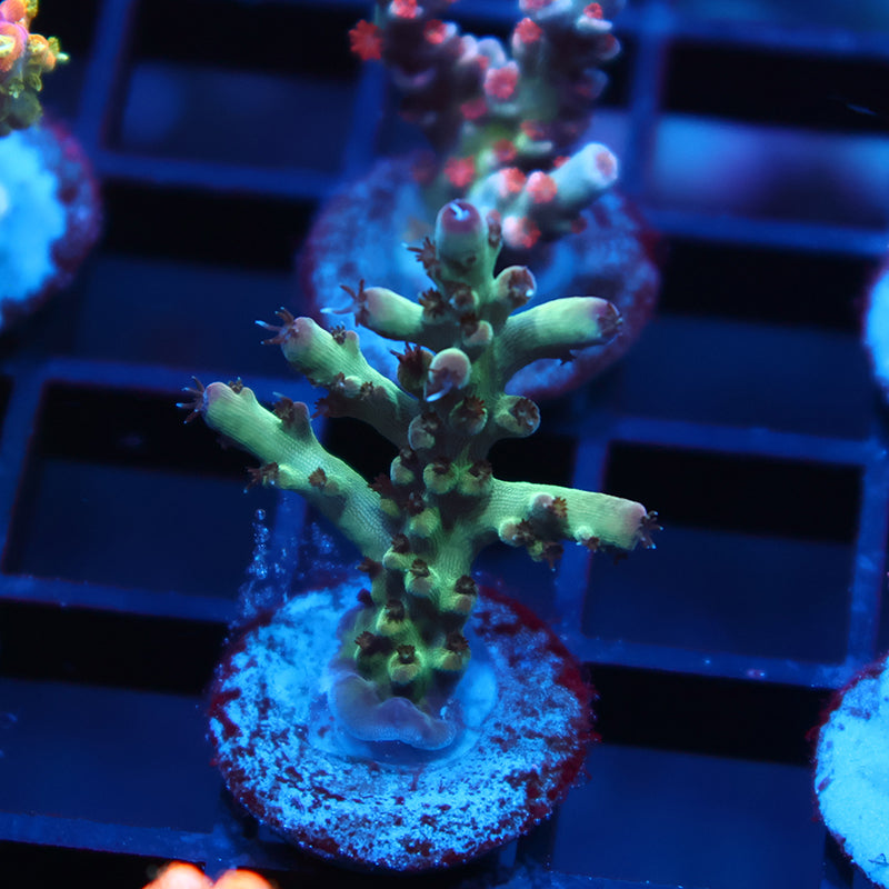 TCK Purple Singapore Acro