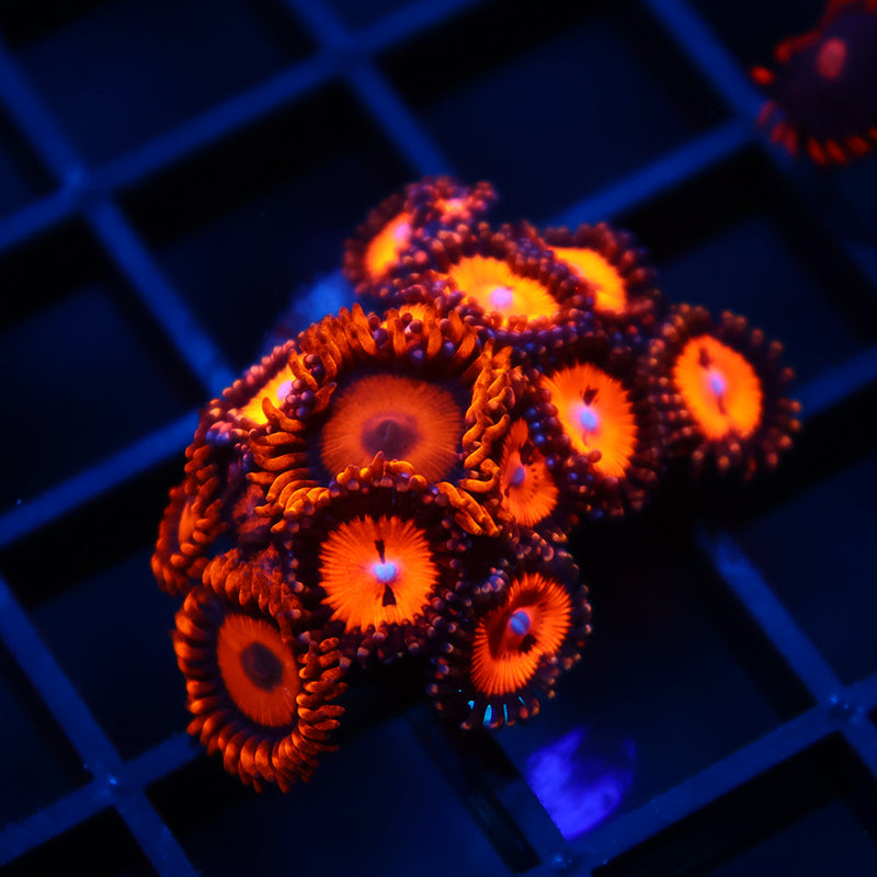 Oxides/WWC Bloodsuckers