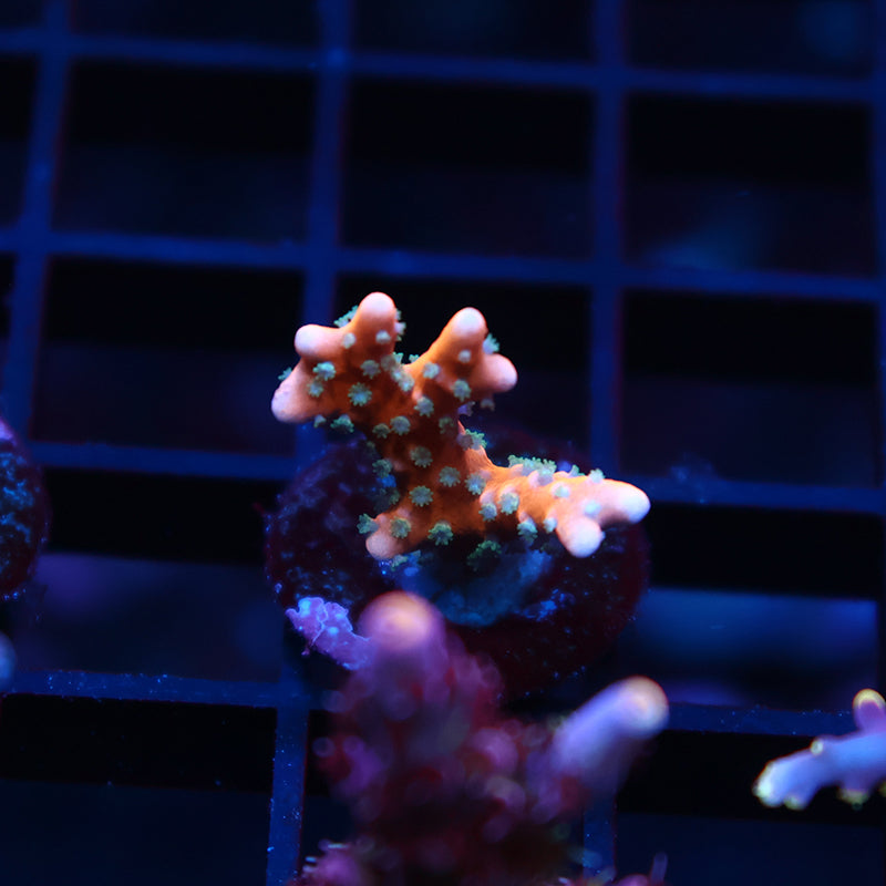 RRC Tropicana Anacropora