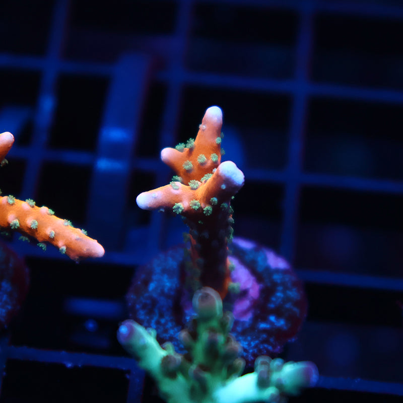 RRC Tropicana Anacropora