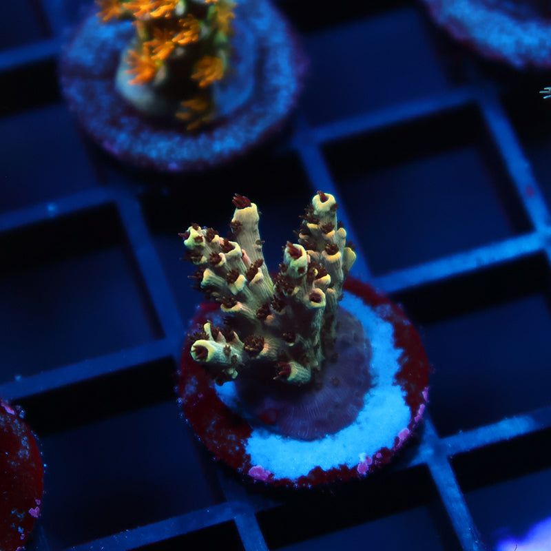 TCK Ultimate Yellow Table