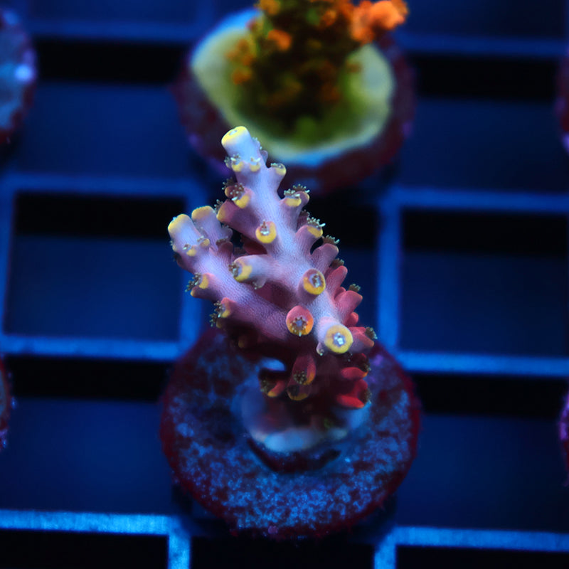 TCK Glow Forge Acro