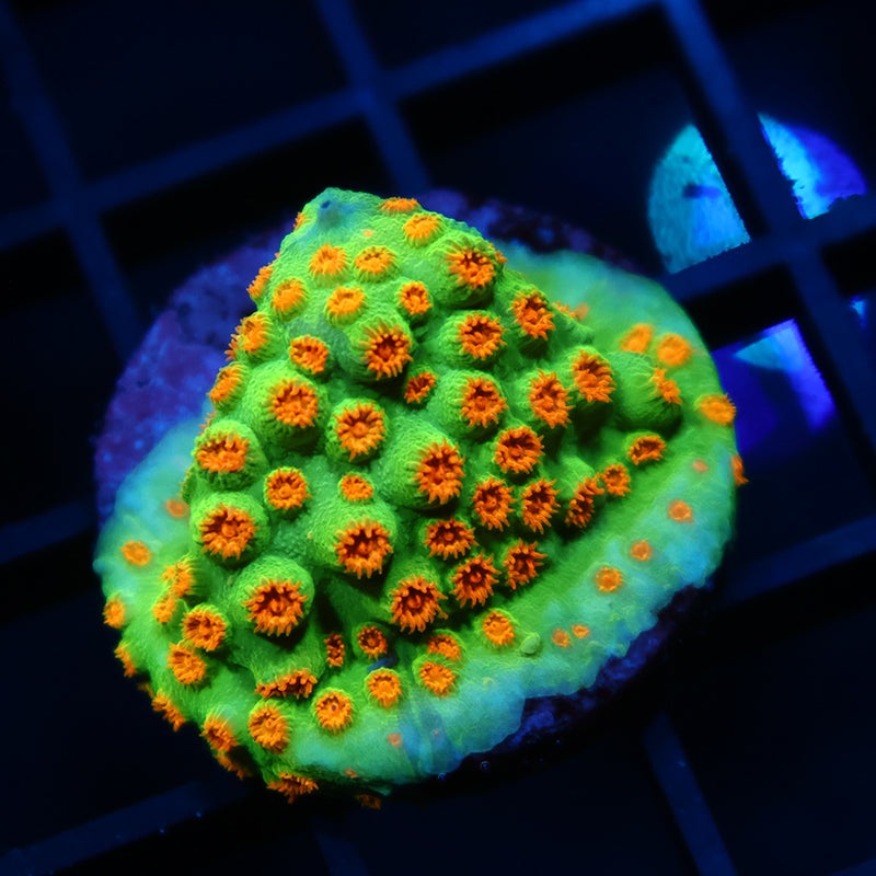 Reptar Cyphastrea